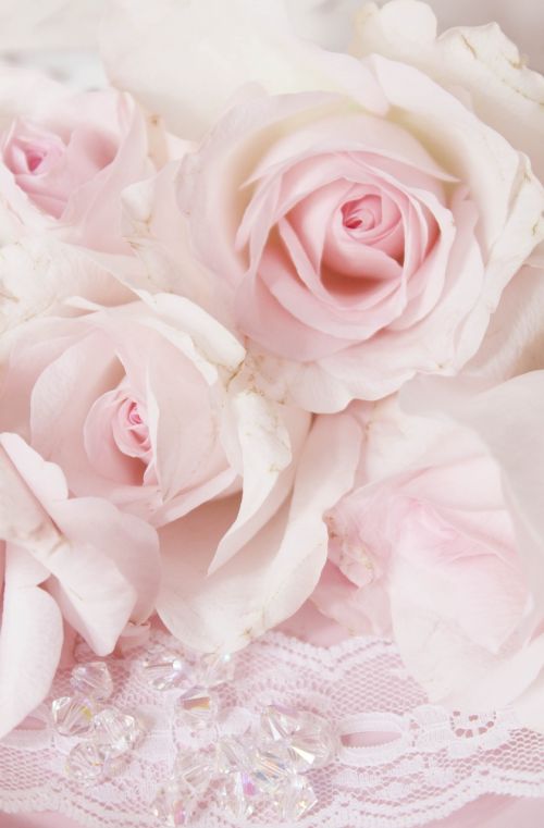 vintage pink roses