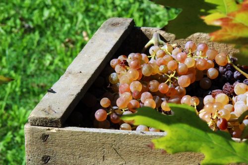 vintage grapes autumn