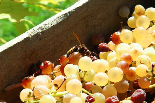 vintage grapes autumn