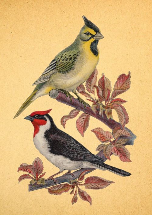 vintage aviary birds
