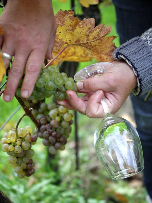 vintage  white wine  grapevine