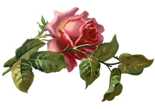 vintage  rose  rose bloom