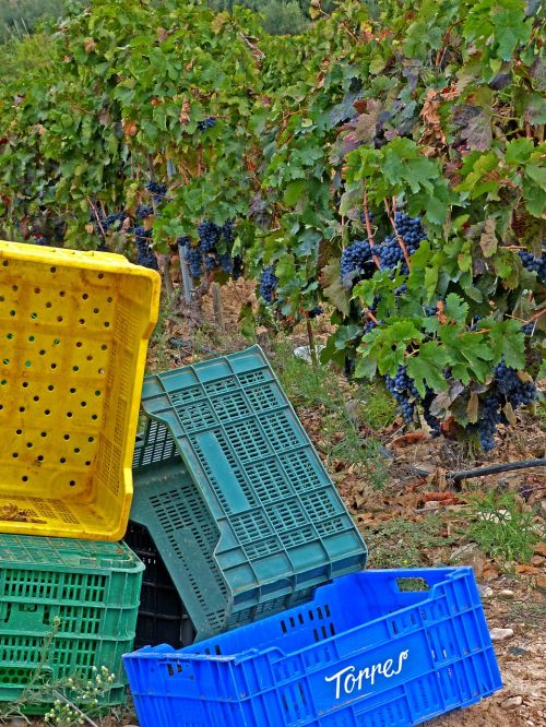 vintage vineyard boxes