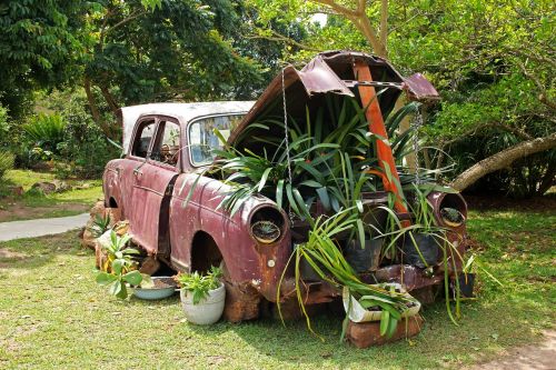 vintage car plants under bonnet car