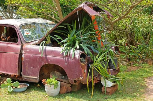 vintage car plants under bonnet car