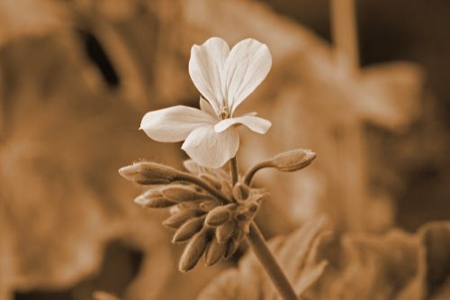 Vintage Effect Geranium Flower