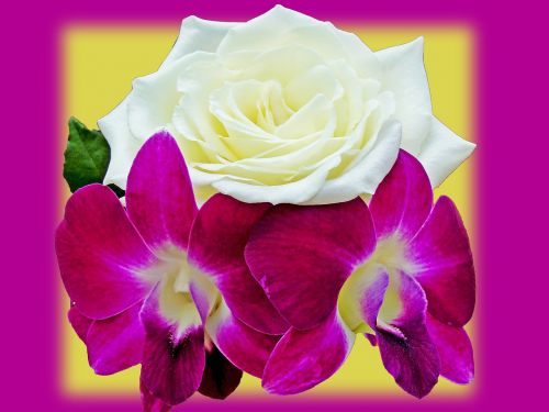 vintage flowers orchid rosa