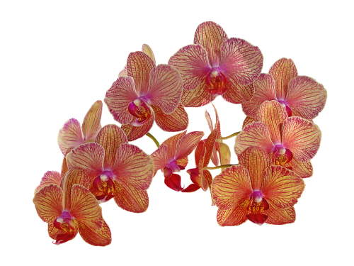 vintage flowers orchid flower