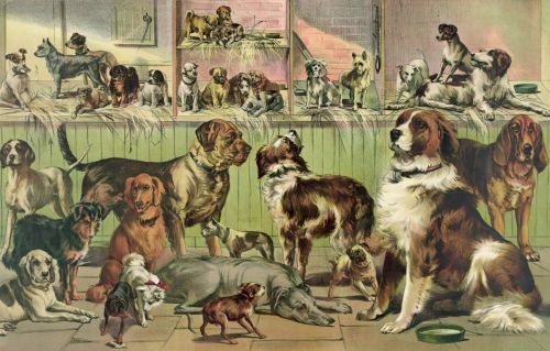 Vintage Kennel Club Dogs