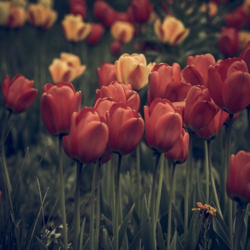 vintage look tulips faded