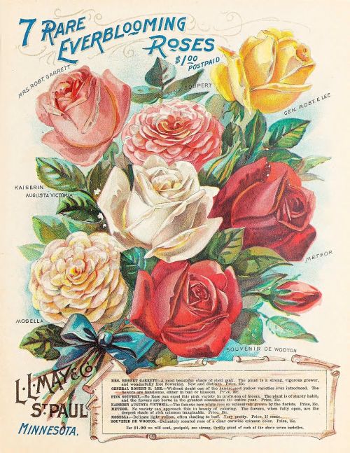 vintage roses seed catalog