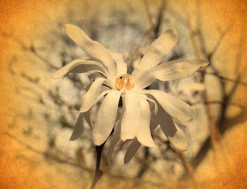 vintage star magnolia filter magnolia