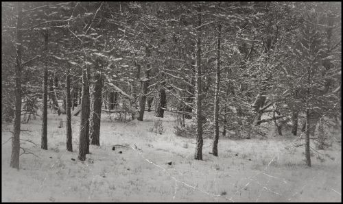 Vintage Winter Landscape