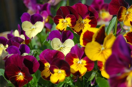 viola  flowers  nature