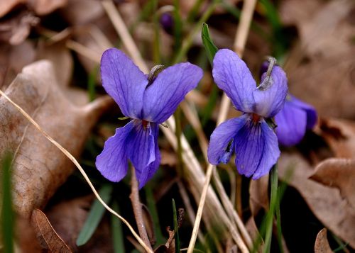 viola wild flower
