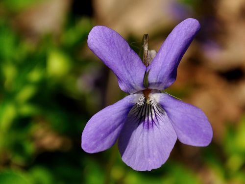 viola flower floral