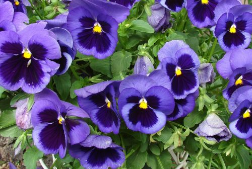 viola pansy flowers