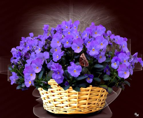 viola bellflower flower