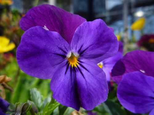 viola flower purple