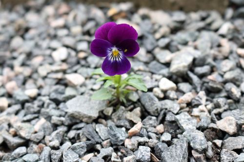 viola aphids purple