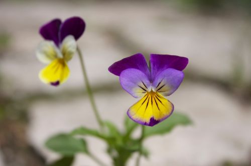 viola flower macro viola