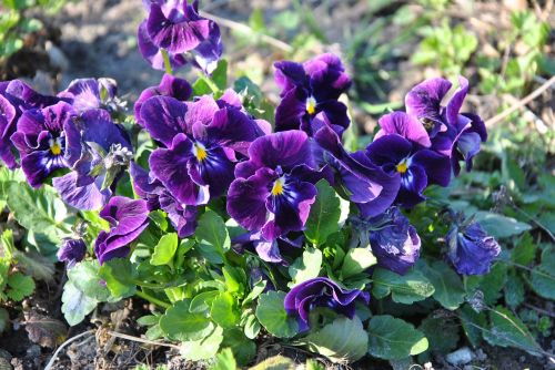 viola flower spring garden