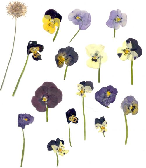 Viola Flower