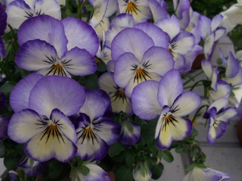 violas violet flower