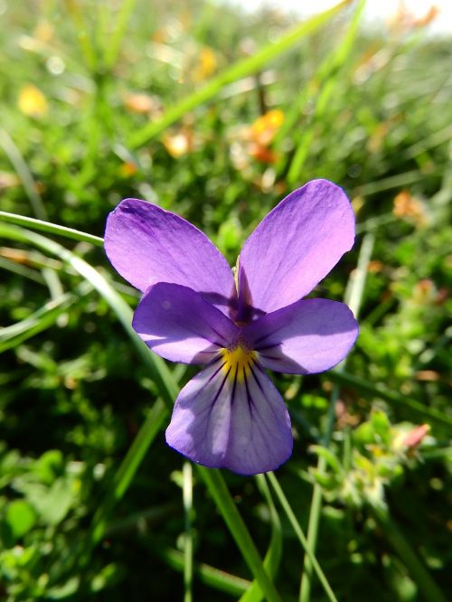 violet flower purple