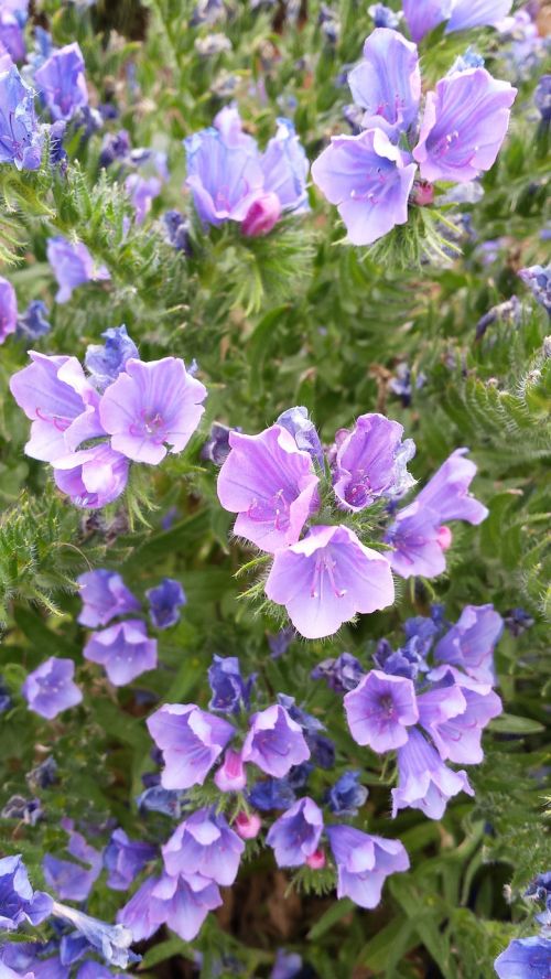 violet green flower