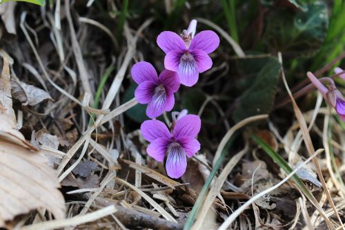 violet flower wild
