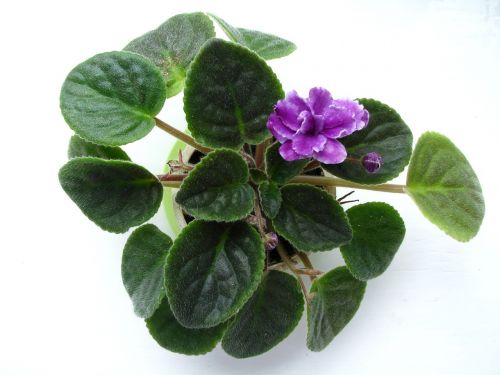 violet flower plant