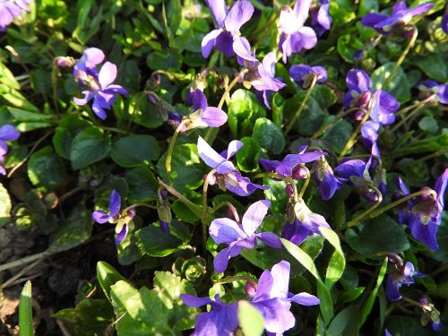 violet flowers flower