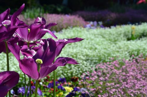 violet white tulip