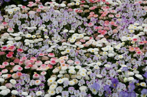 violet daisy geese flower