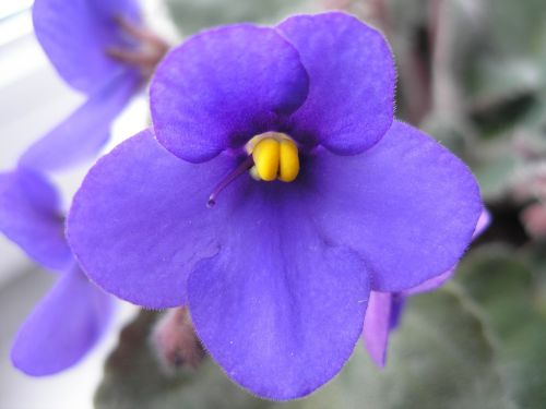 violet purple macro photography