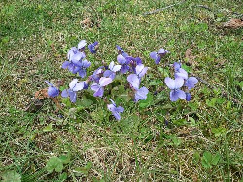 violet flower spring