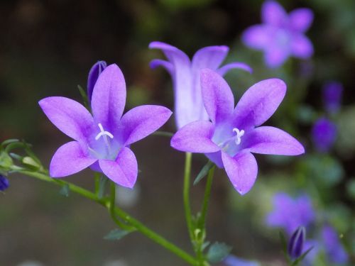 violet violaceae flower