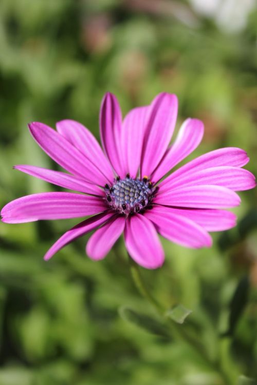 violet flower purple