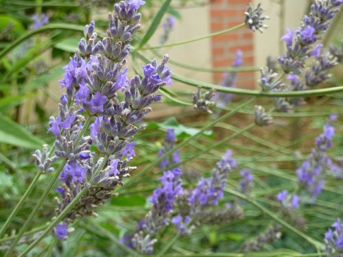 violet flower lavender