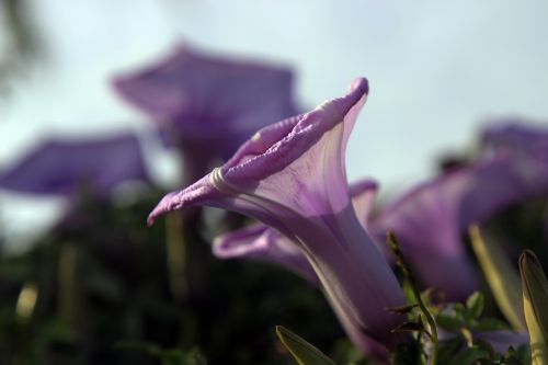 violet bell flower