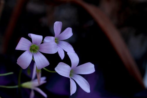 violet flower garden