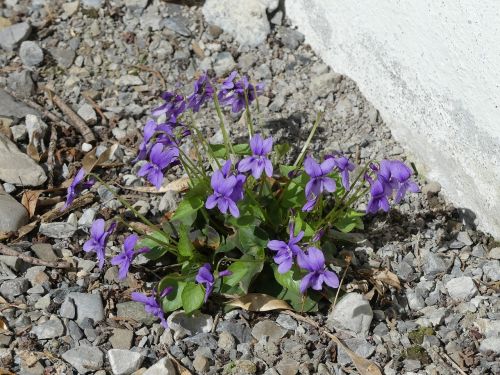 violet flowers bloom