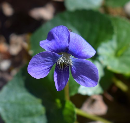 violet close-up wildflower