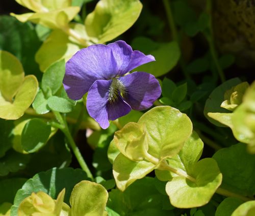 violet moneywort wildflower