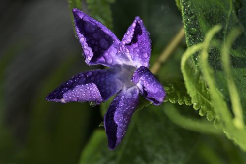 violet purple nature