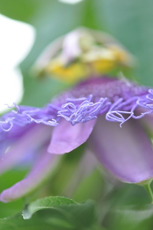 violet petal flowers