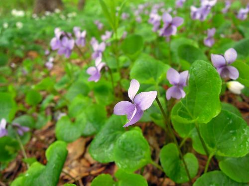 violet viola purple