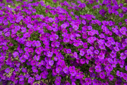 violet flowers nature