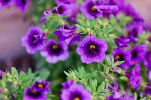 violet purple flower